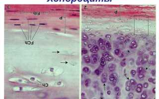 Методы лечения для восстановления хрящевой ткани позвоночника