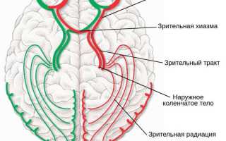 Зрительный нерв: анатомия, строение и функции глазного нерва