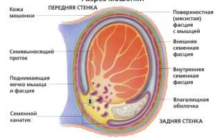 Травмы (повреждения) органов мошонки: яичек, придатков, семенных канатиков
